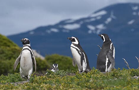 16 Mars 28 - Camarones