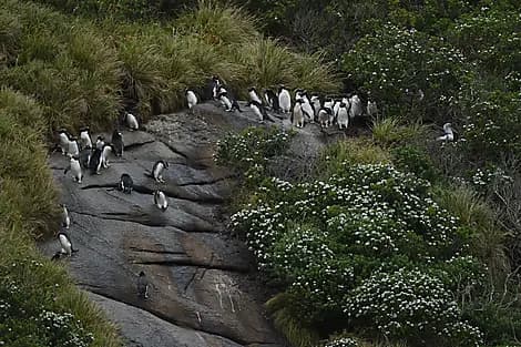 14 Févr 26 - Îles Snares