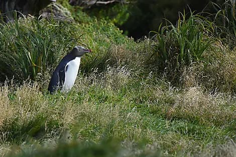 28 Janv 26 - Île Enderby, îles Auckland