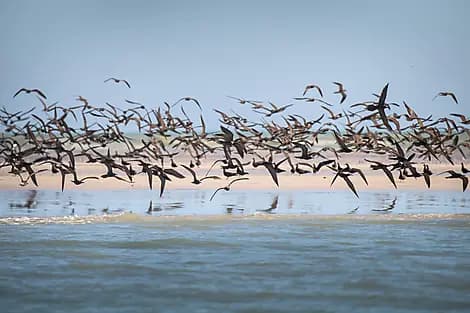 8 Juil 26 - Îles Lacépède
