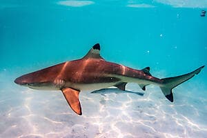 La Découverte du Sud de l'atoll de Fakarava