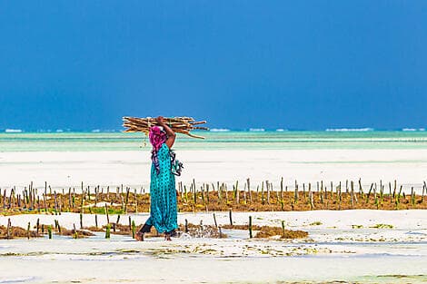 12 Févr 26 - Île de Pemba