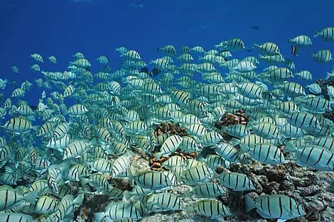 3 Nov 26 - Makatea, îles Tuamotu