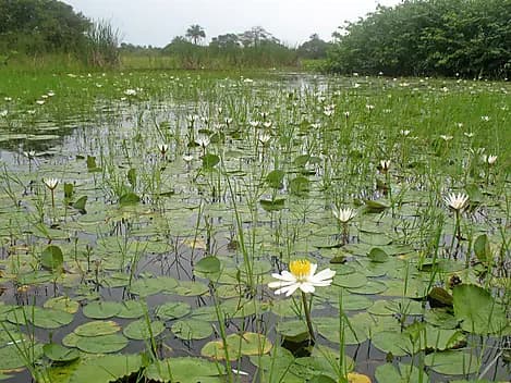 27 Nov 25 - Île d'Orango, Bijagos