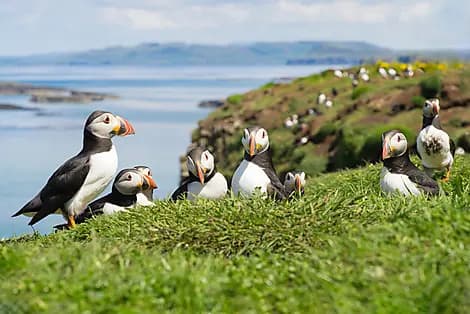 16 Mai 26 - Lunga, îles Treshnish
