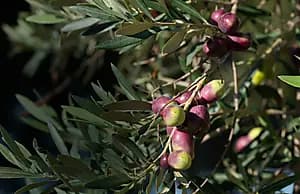 Balade en Pinzgauer, vin et huile d'olive