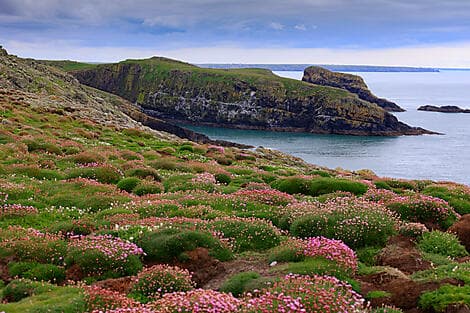 9 Mai 26 - Skomer