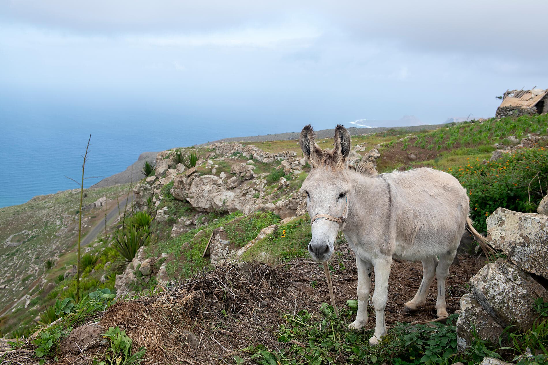 Entre volcans et océan, du Cap Vert aux Canaries  