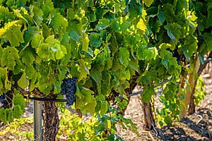 Dégustation au domaine viticole Planeta Buonivini