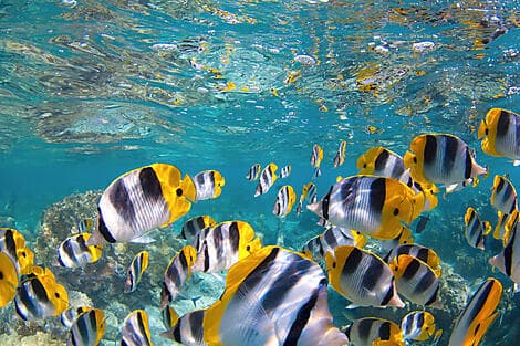 12 Févr 26 - South Friars Bay, Saint-Kitts