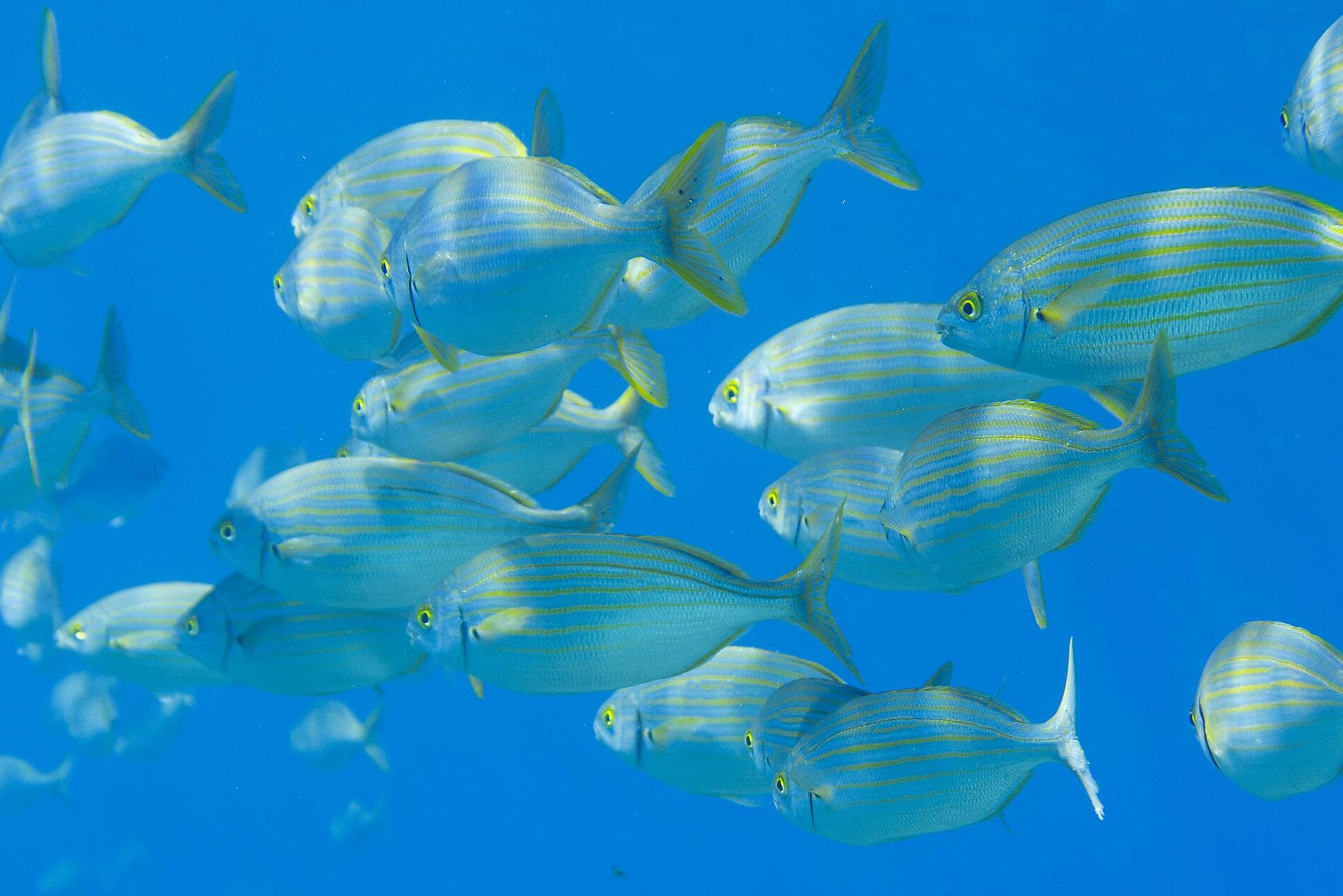 Rivages corses sous les voiles du Ponant