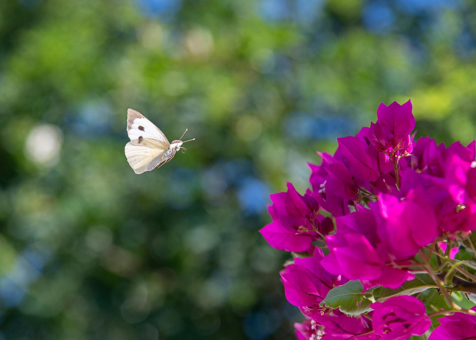 Le Ponant d’île en île, d’Athènes à Dubrovnik