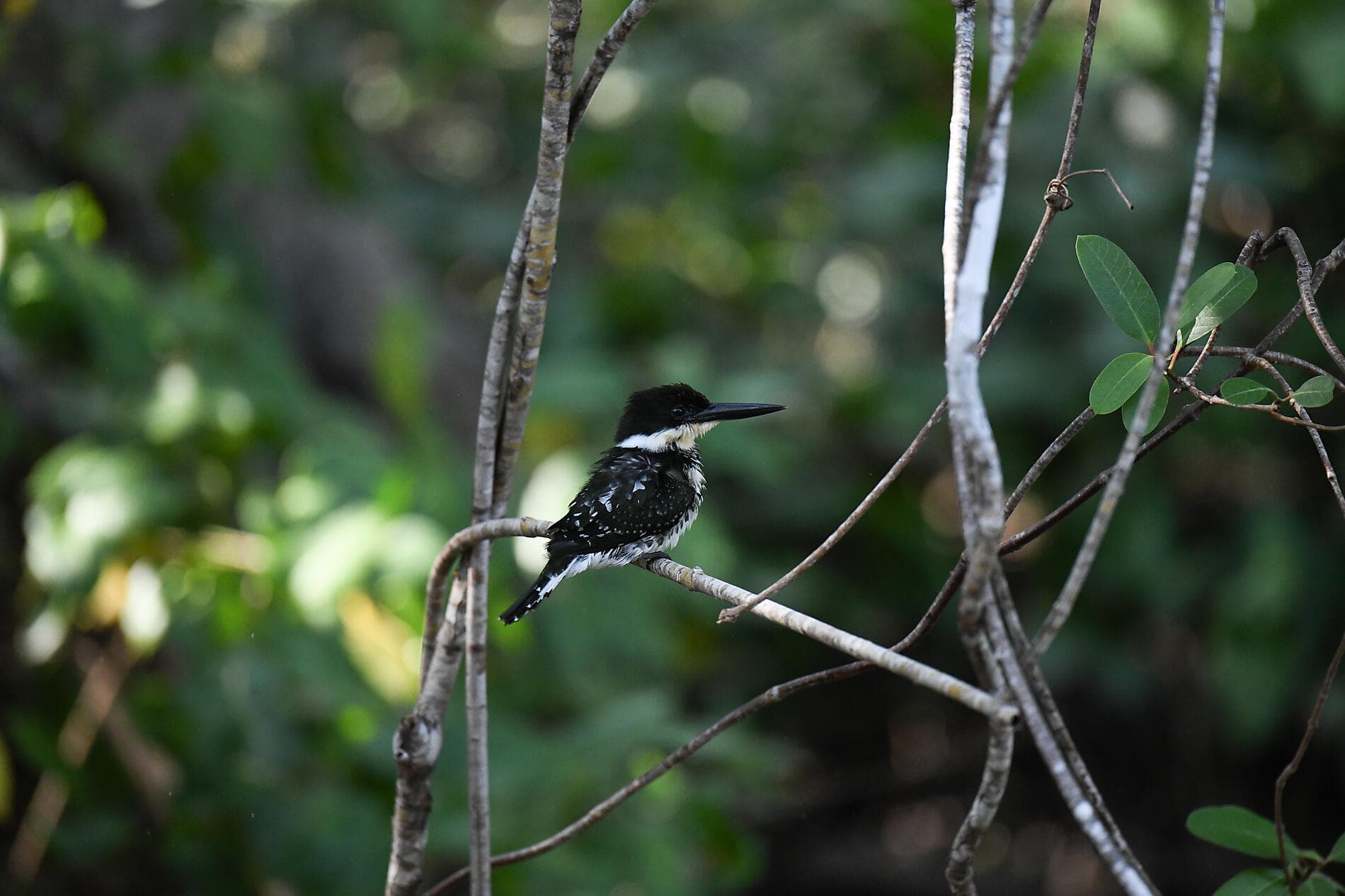 De la beauté sauvage du Panama aux rivages péruviens 