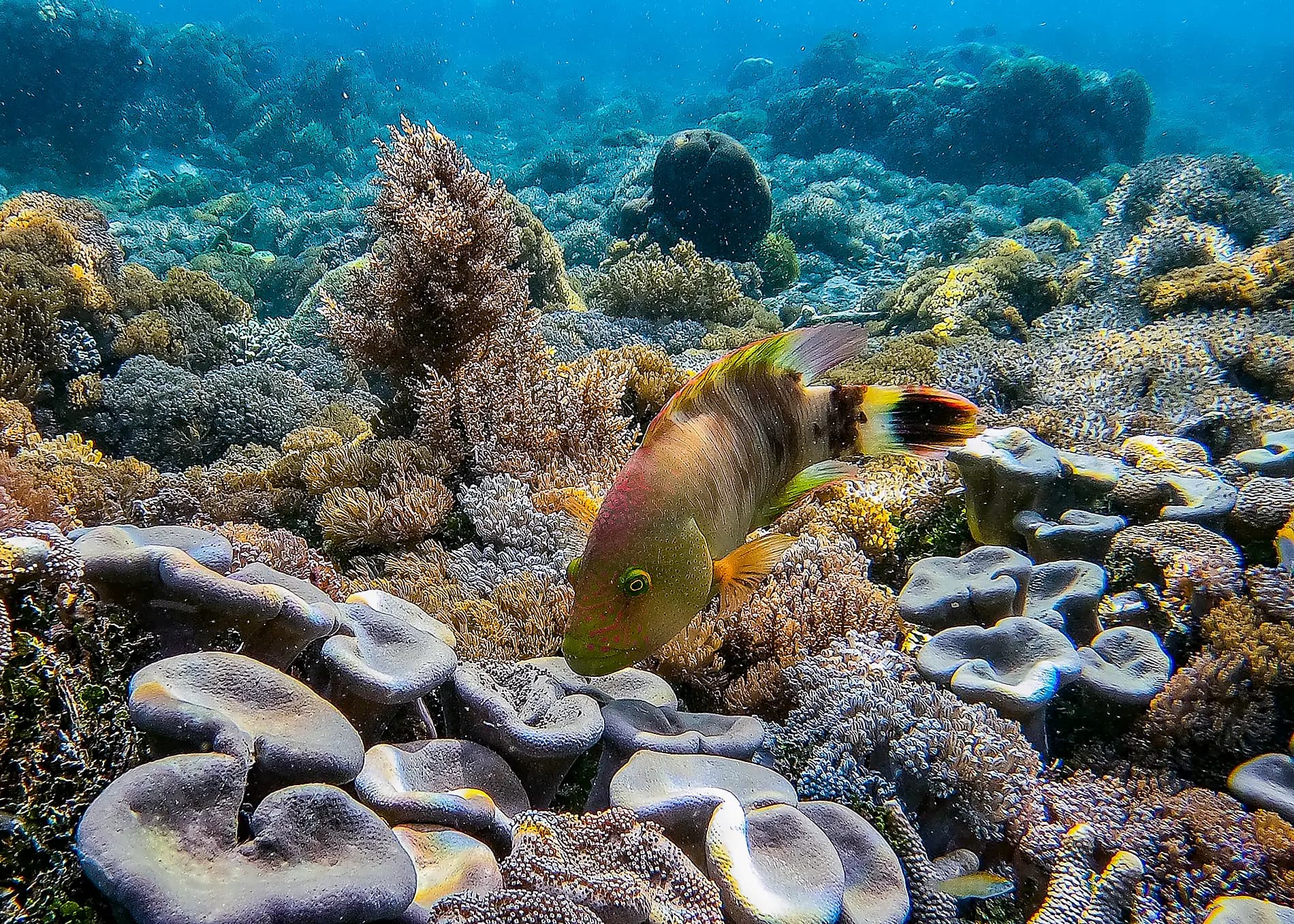 Odyssée tropicale indonésienne 