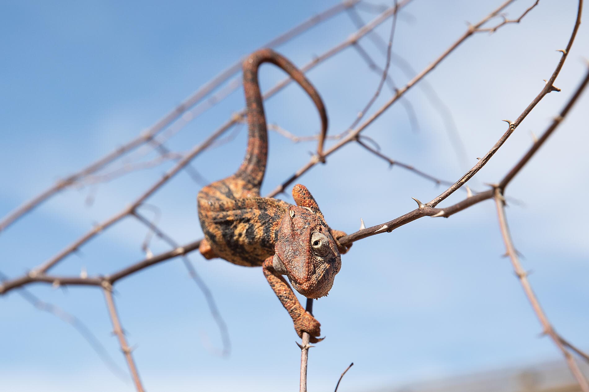 Afrique du Sud et Madagascar 